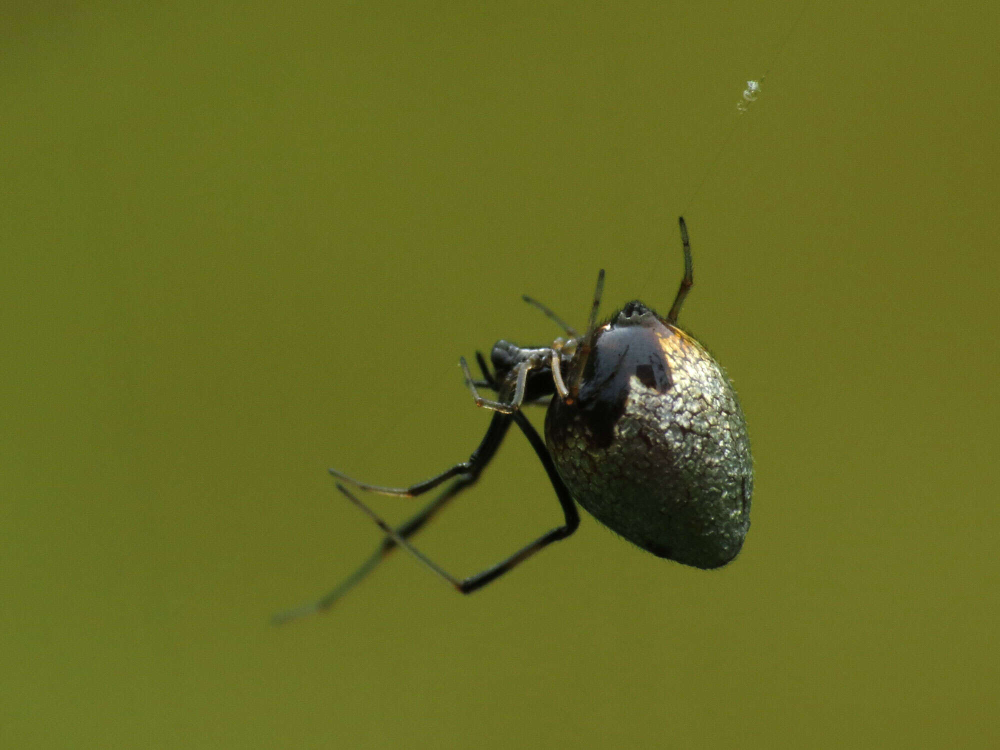 Image of Argyrodes elevatus Taczanowski 1873