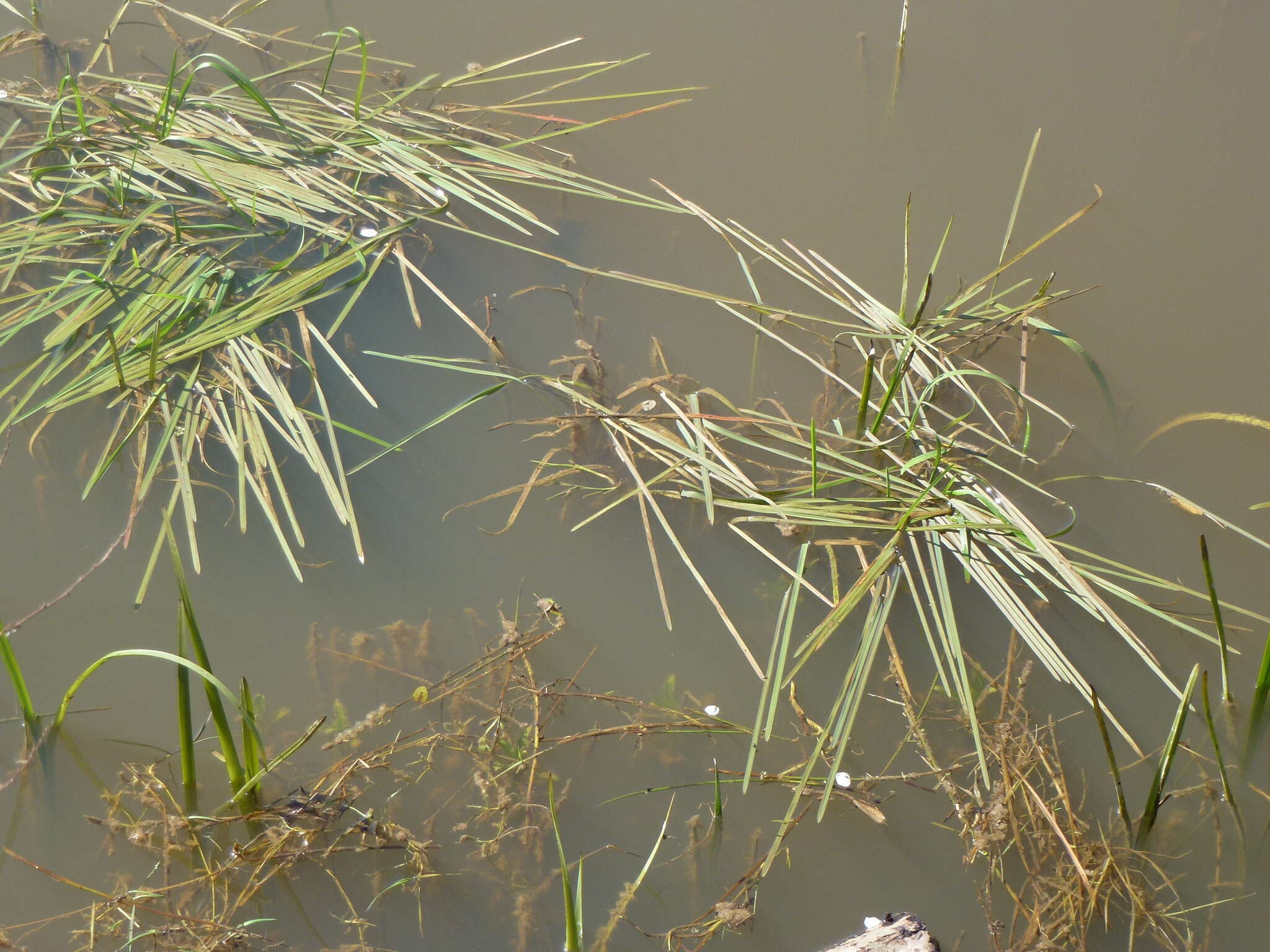 Image of flote-grass, floating sweet-grass