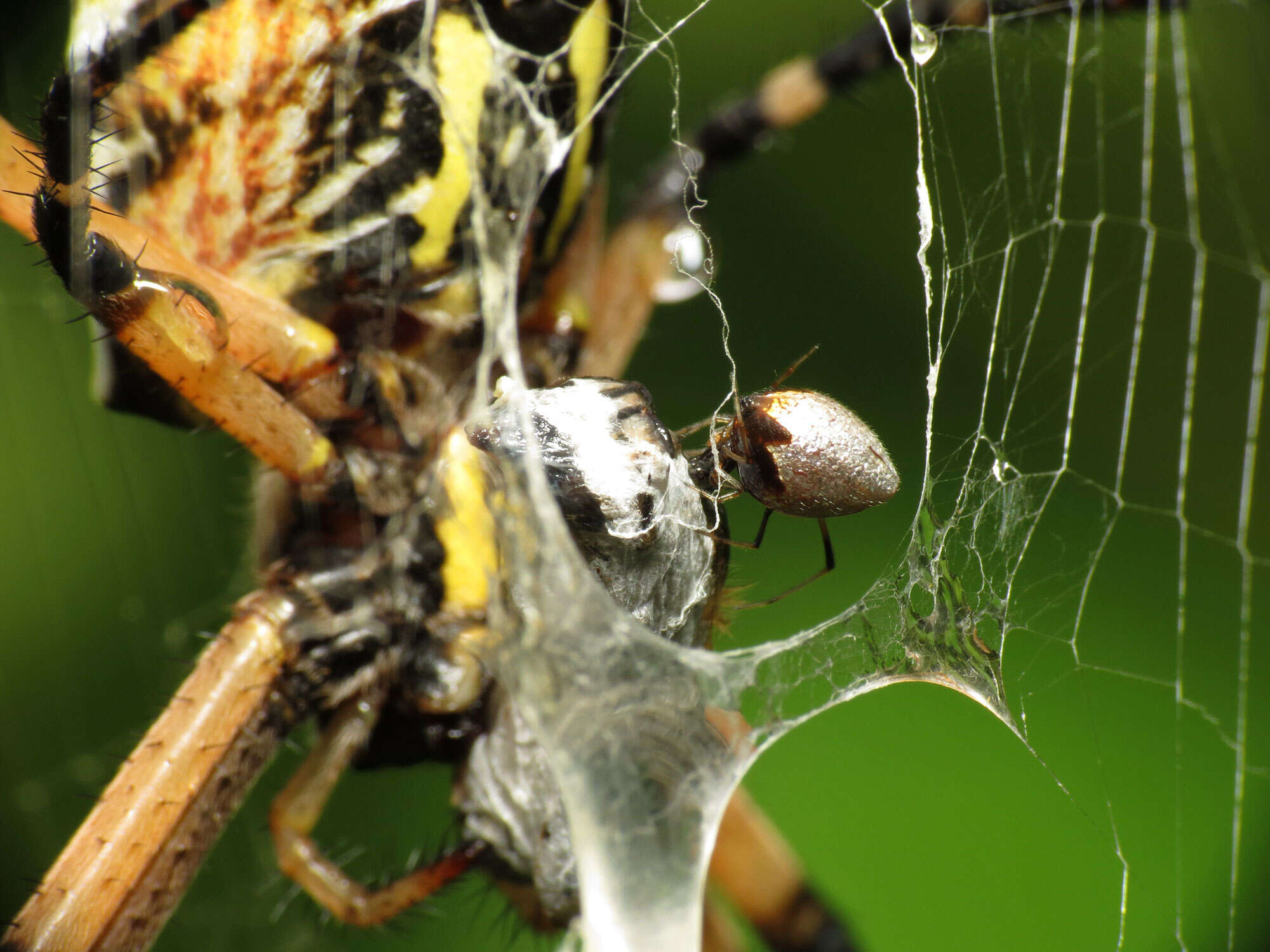 Image of Argyrodes elevatus Taczanowski 1873