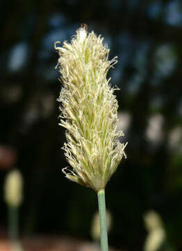 Imagem de Sesleria caerulea (L.) Ard.