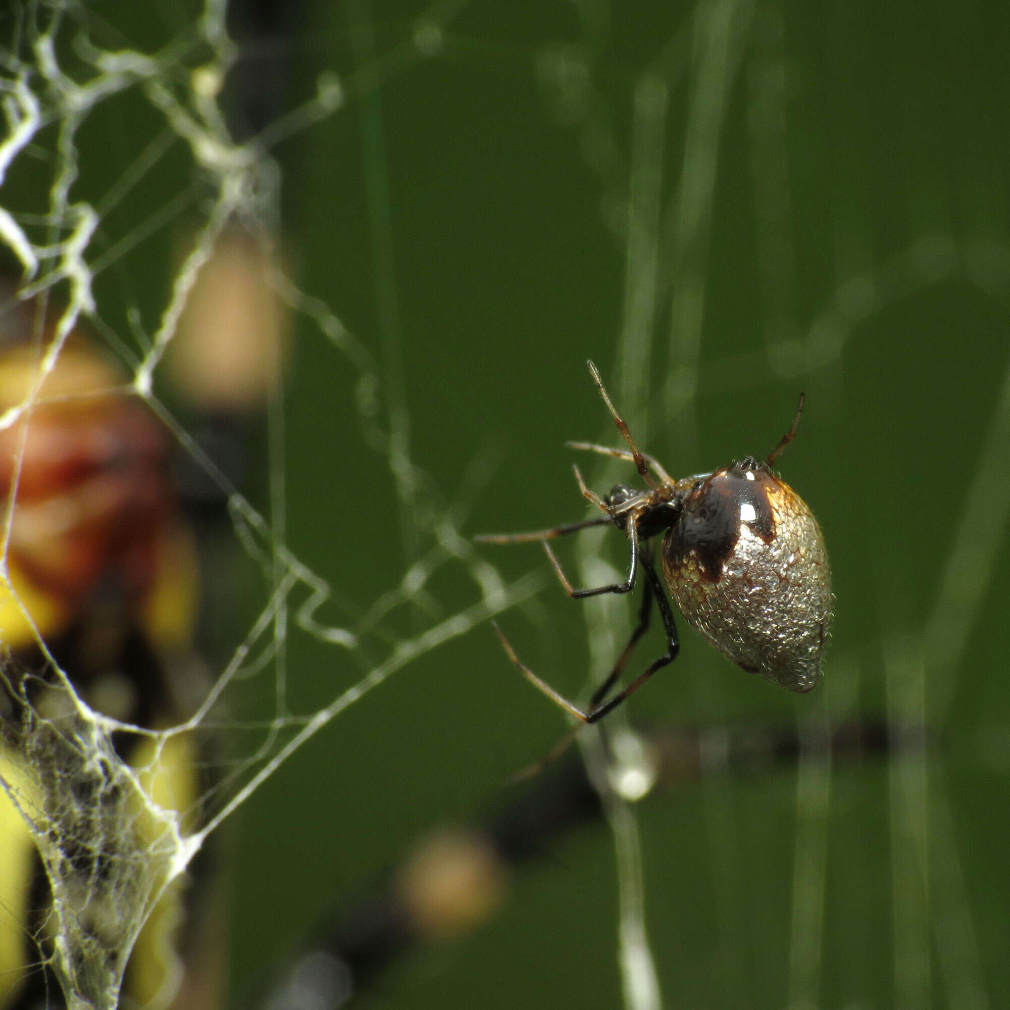 Imagem de Argyrodes elevatus Taczanowski 1873