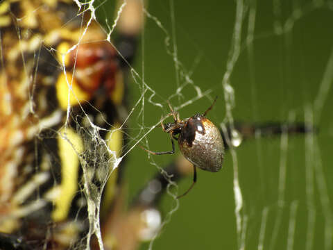 Image of Argyrodes elevatus Taczanowski 1873