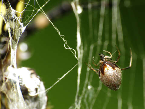 Image of Argyrodes elevatus Taczanowski 1873