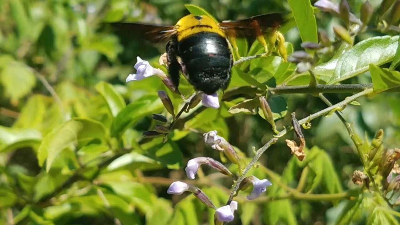 Plancia ëd Xylocopa calens Lepeletier 1841