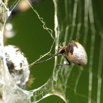 Image of Argyrodes elevatus Taczanowski 1873