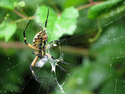 Image of Argyrodes elevatus Taczanowski 1873