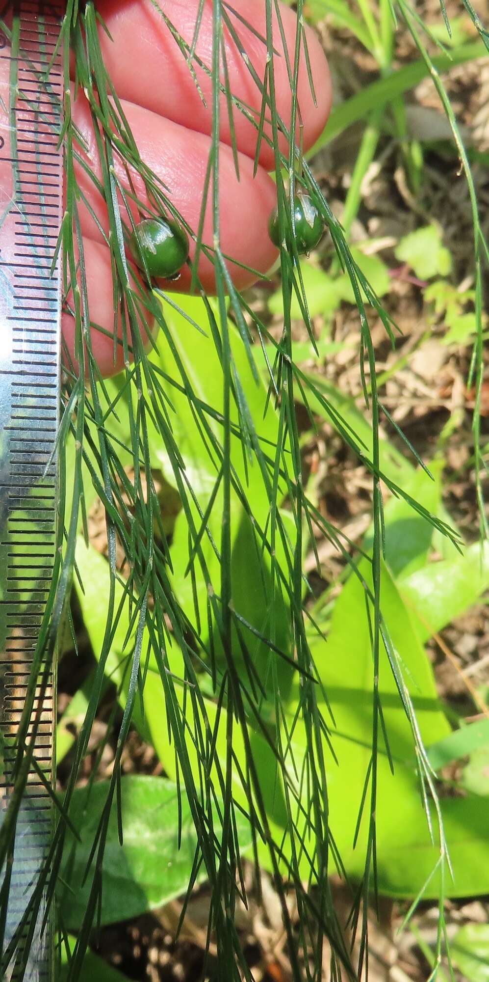 Image of Broom asparagus