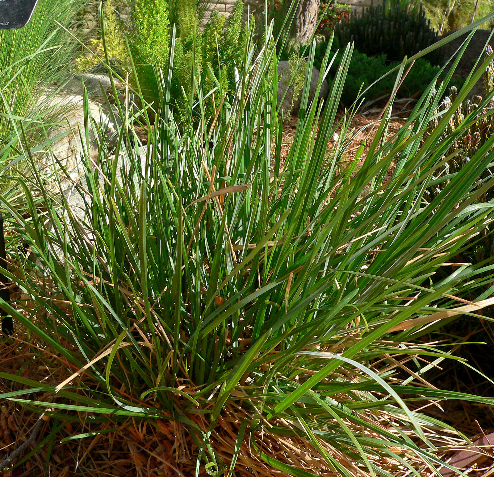 Image of Blue-green moor grass