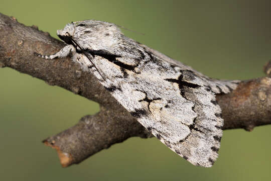 Imagem de Acronicta cuspis Hübner 1818