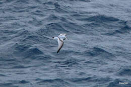 Image of Antarctic Prion