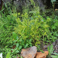 Image of Carex capricornis Meinsh. ex Maxim.