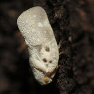 Image of Citrus Flatid Planthopper