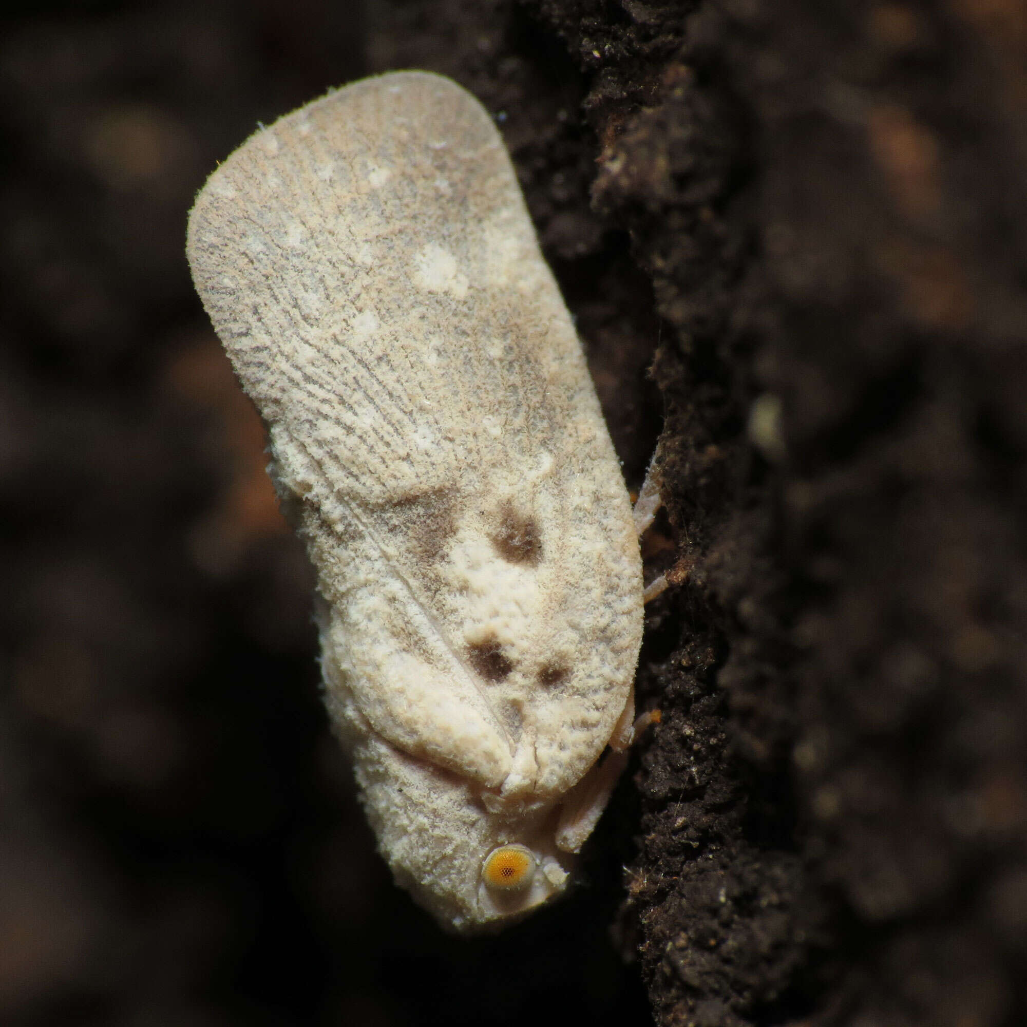 Image of Citrus Flatid Planthopper