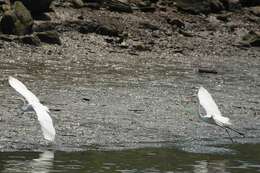 Image of Great Egret