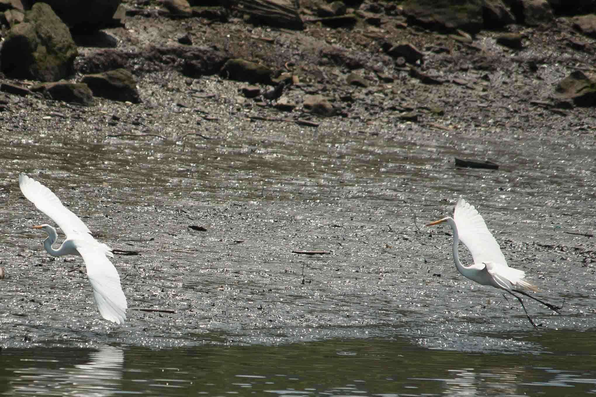 Image of Great Egret