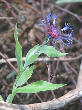 Image of Centaurea triumfettii subsp. stricta (Waldst. & Kit.) Dostál