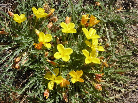 Image of Tansy-Leaf Goldeneggs