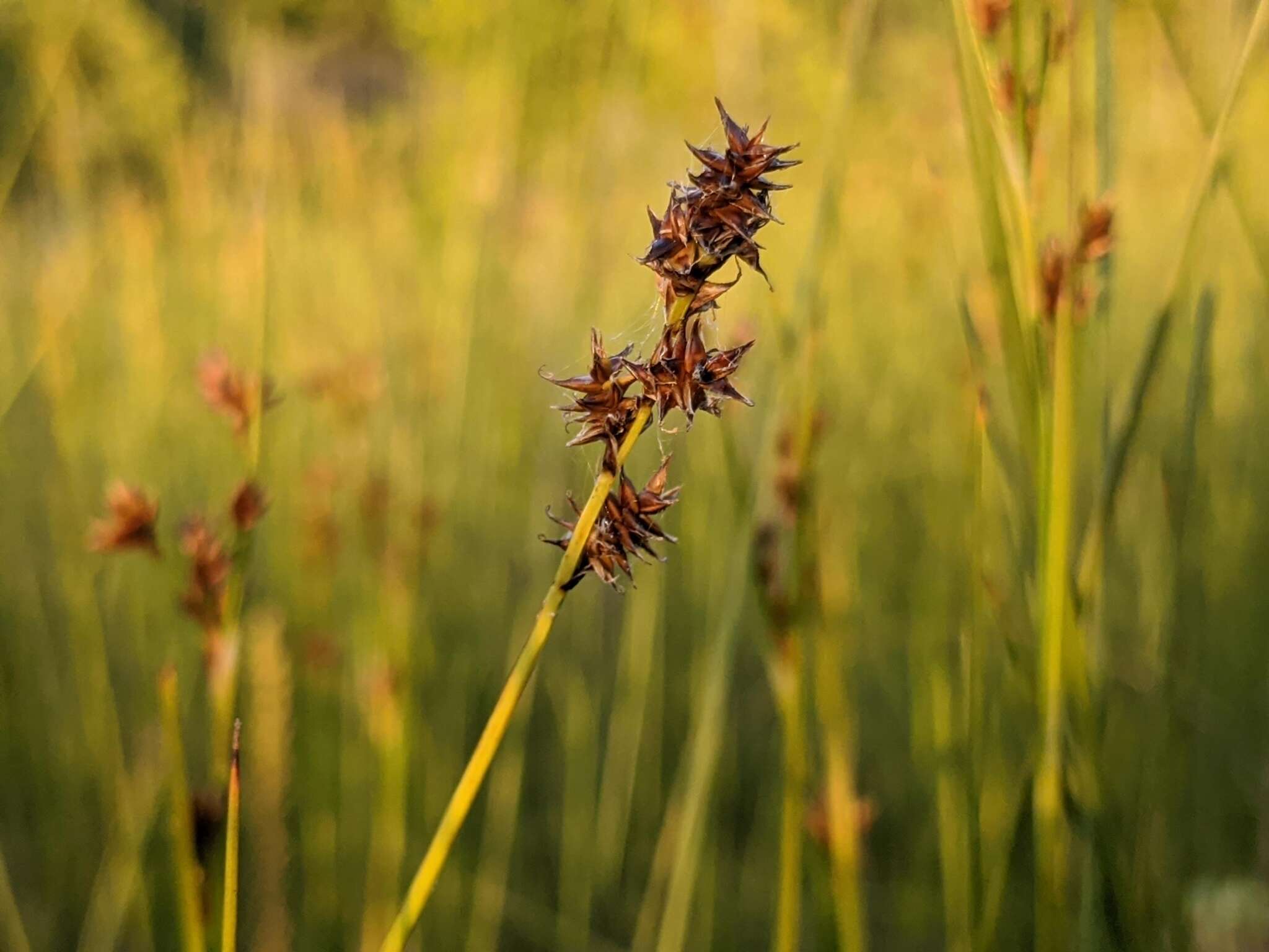 Plancia ëd Carex sterilis Willd.