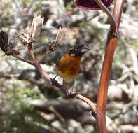 Image of Black-headed Grosbeak