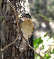 Image of Black-headed Grosbeak