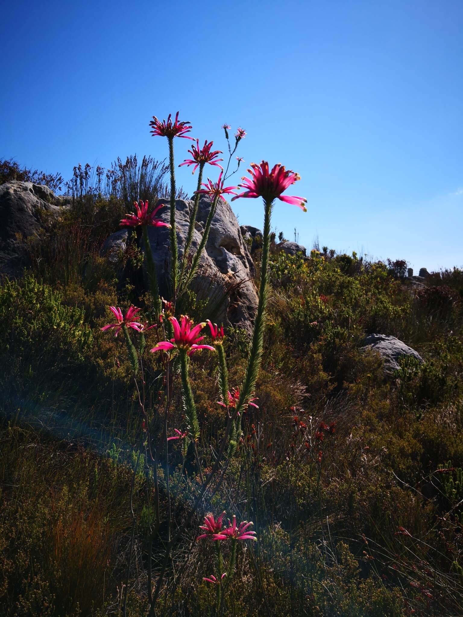 Plancia ëd Erica fascicularis L. fil.