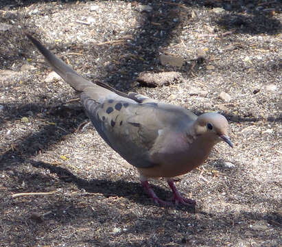 Image of American Mourning Dove