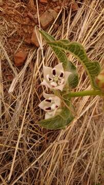 Image of Pachycarpus schinzianus (Schltr.) N. E. Br.