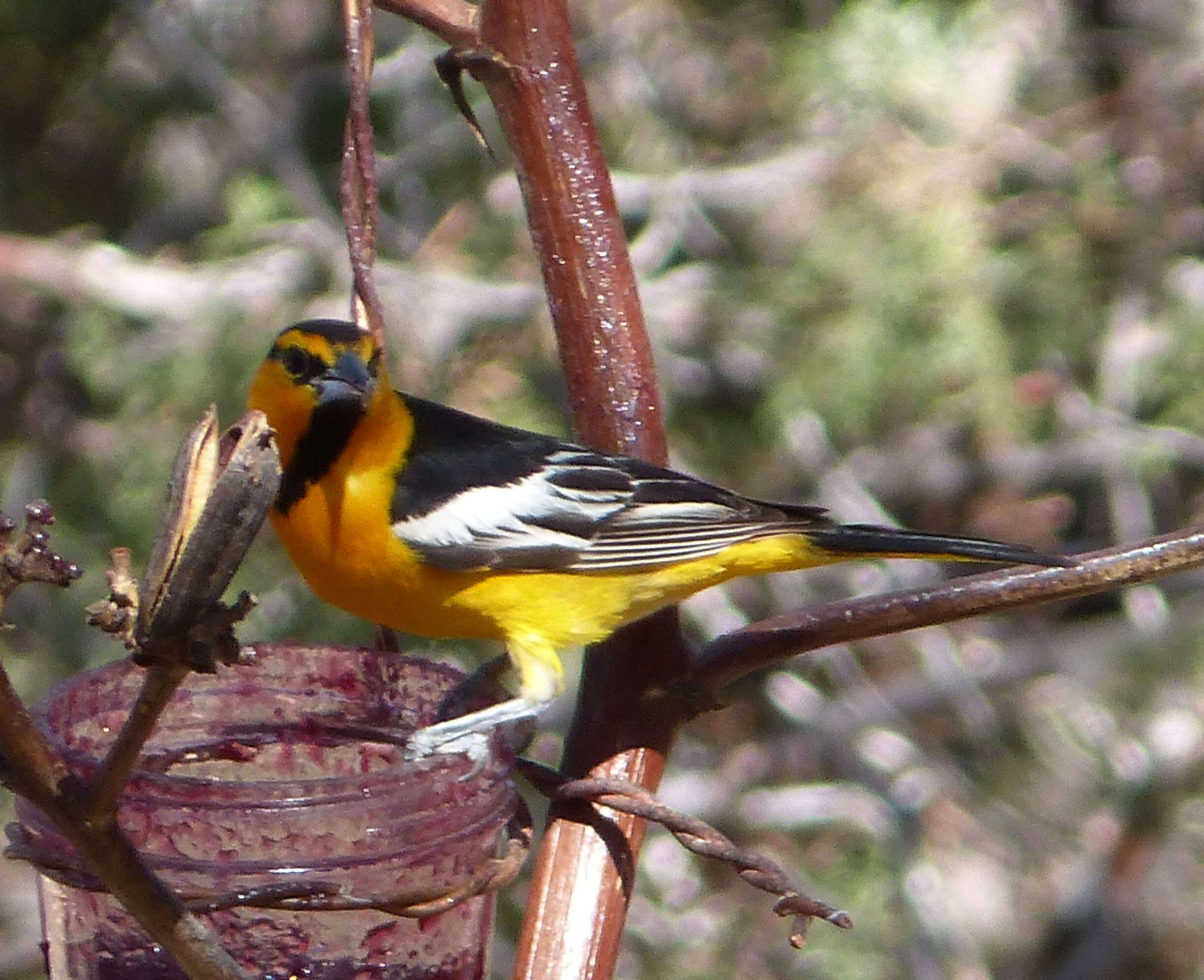 Image de Oriole de Bullock