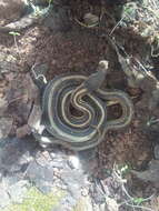 Image of Baird's Patchnose Snake