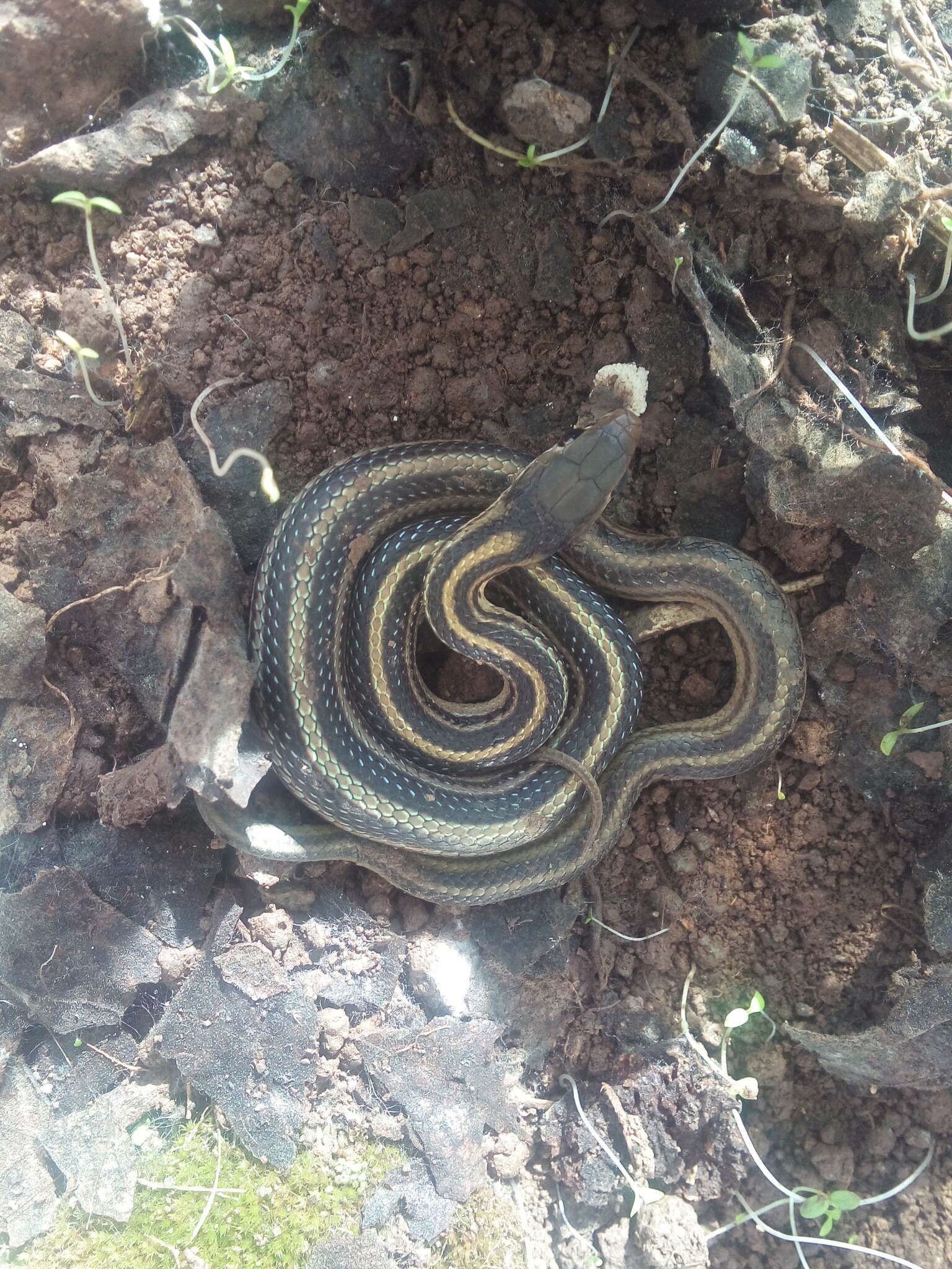 Image of Baird's Patchnose Snake