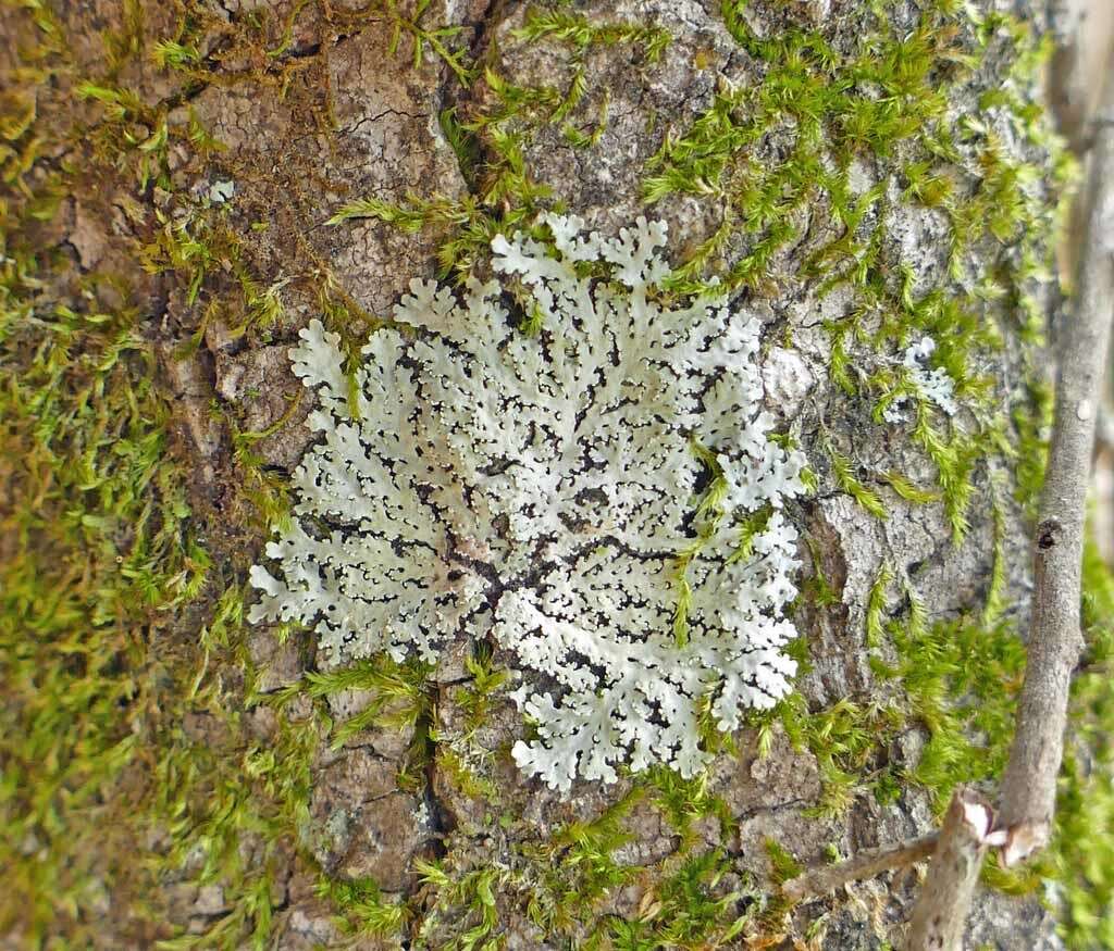 Image of shield lichen