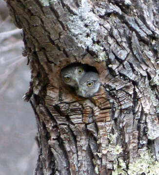 Image of Mountain Pygmy Owl