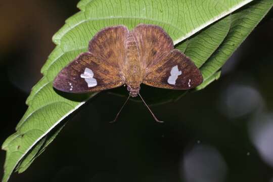 Celaenorrhinus asmara Butler 1879 resmi