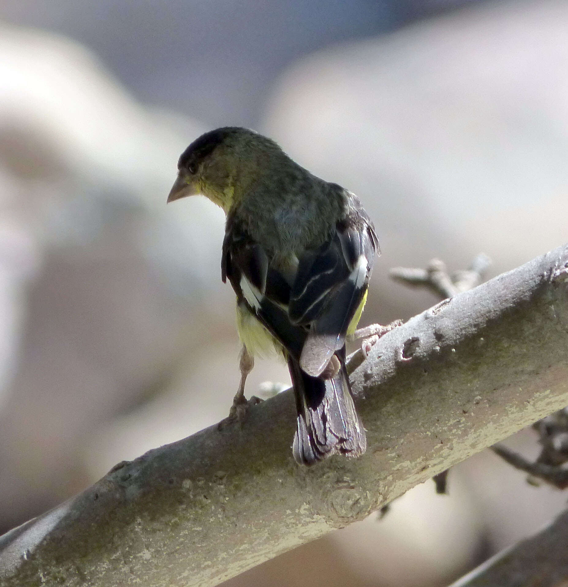 Image of Lesser Goldfinch