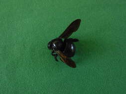 Imagem de Xylocopa mordax Smith 1874