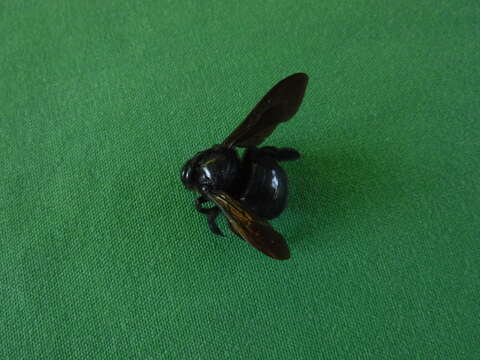 Plancia ëd Xylocopa mordax Smith 1874