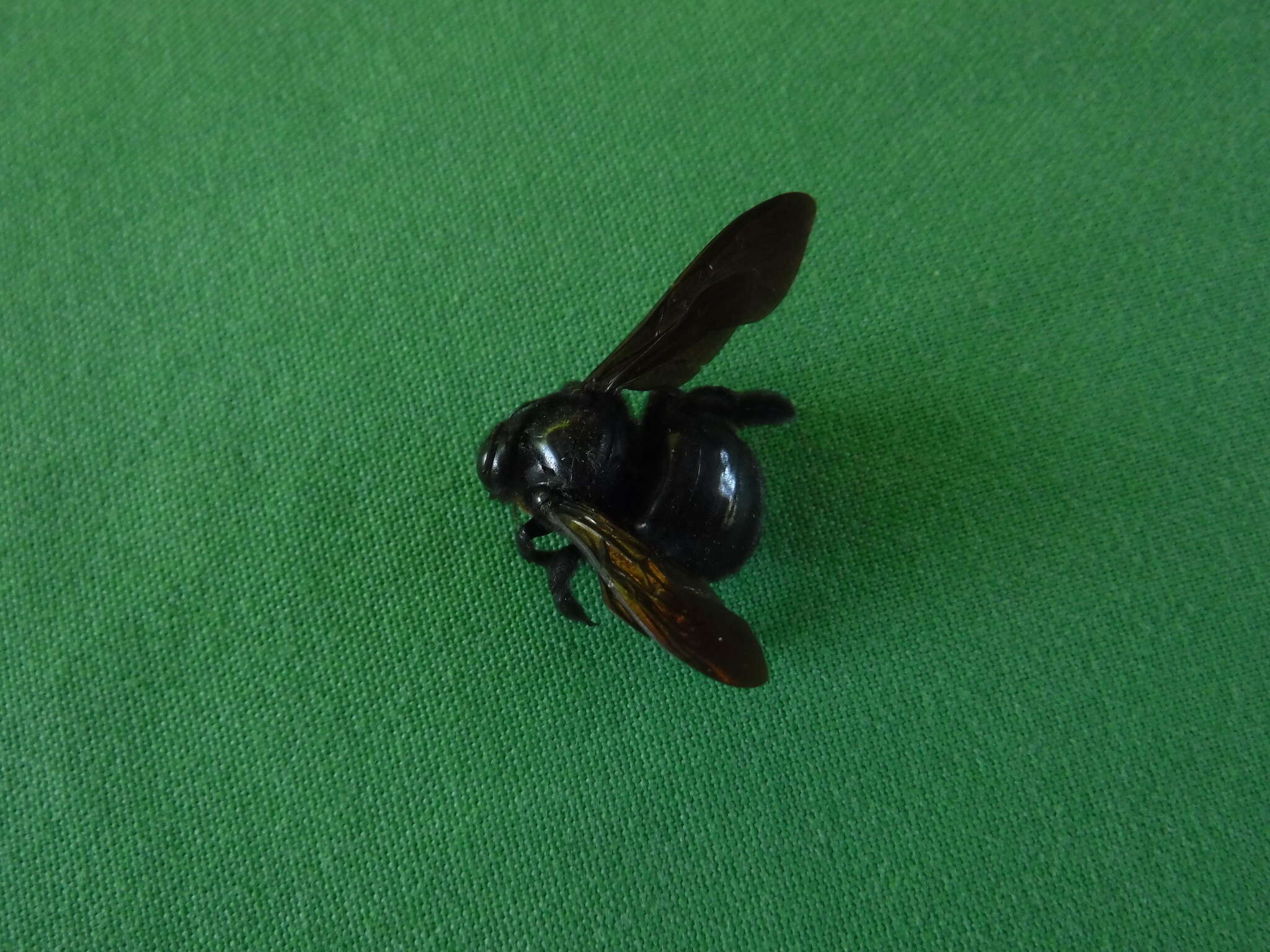 Plancia ëd Xylocopa mordax Smith 1874