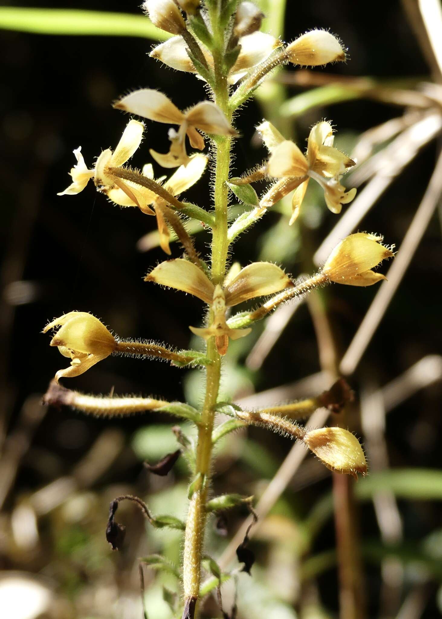 Image of Ponthieva diptera Linden & Rchb. fil.