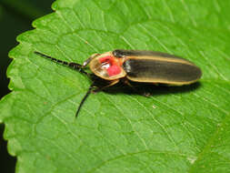 Image of common eastern firefly