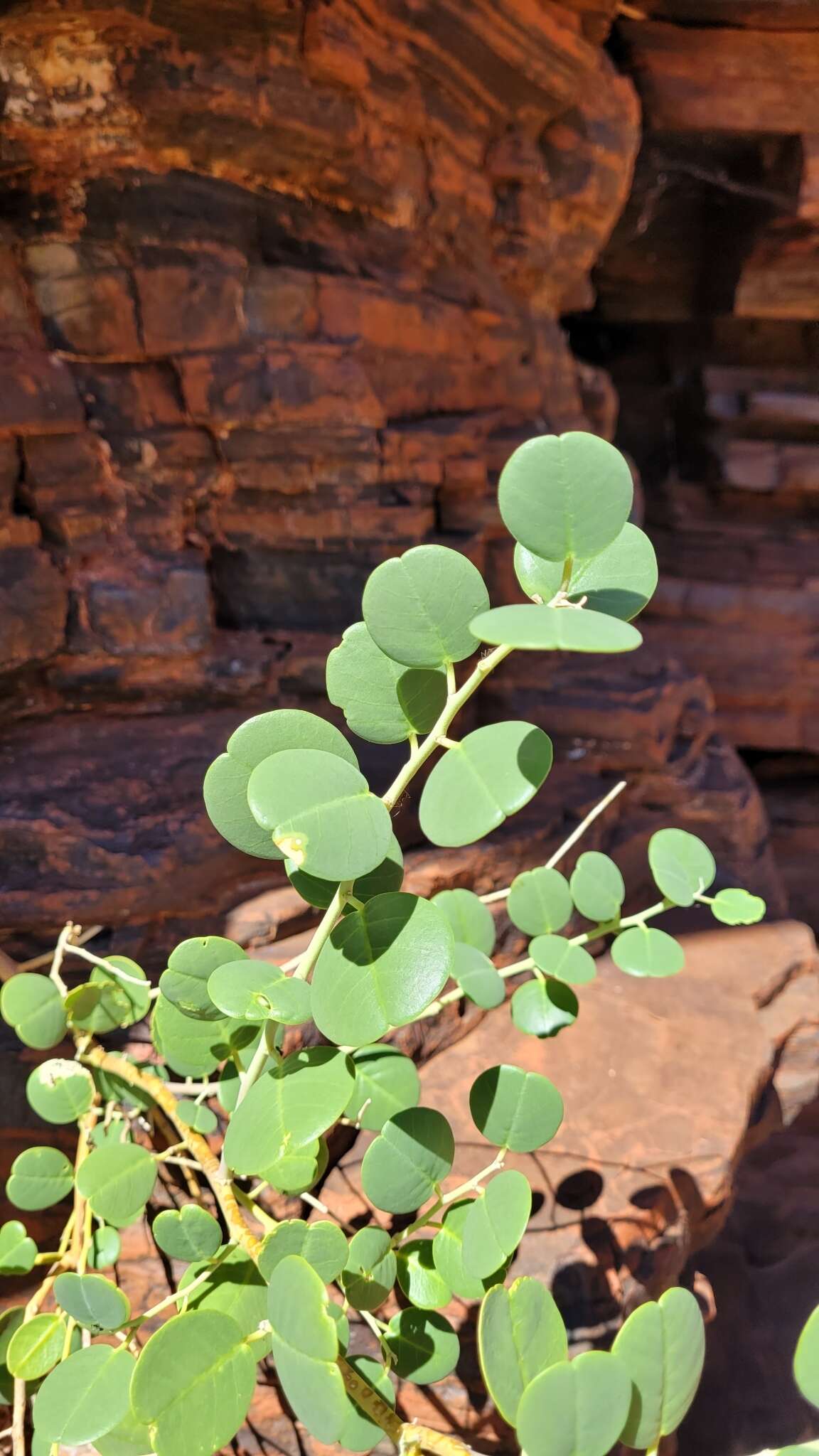 Image de Capparis nummularia DC.