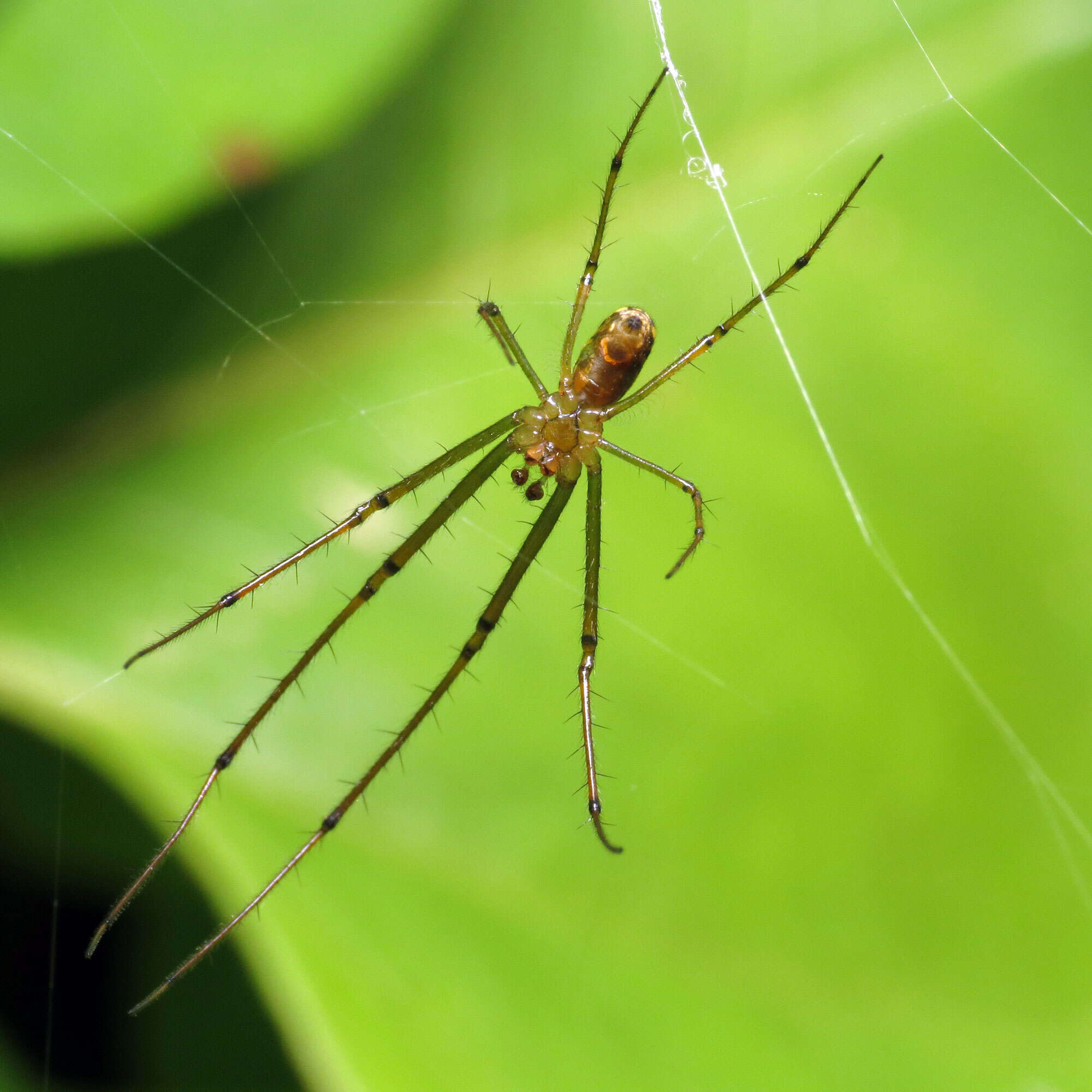 Image of Leucauge venusta (Walckenaer 1841)