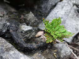 Selaginella tamariscina (Beauv.) Spring resmi