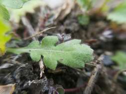 Слика од Erigeron basilobatus Blake