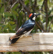 Image of Acorn Woodpecker