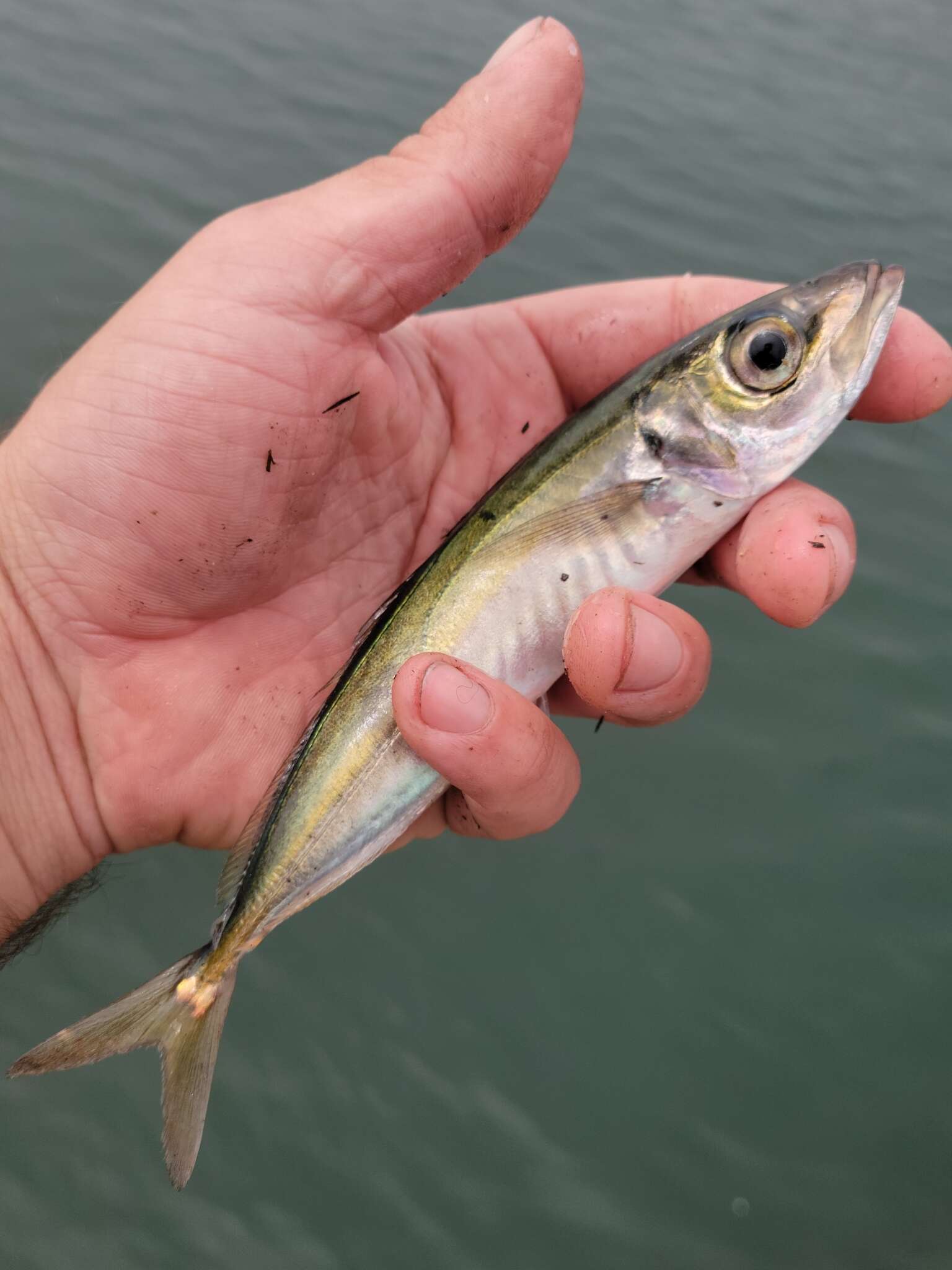 Image of Jack Mackerel