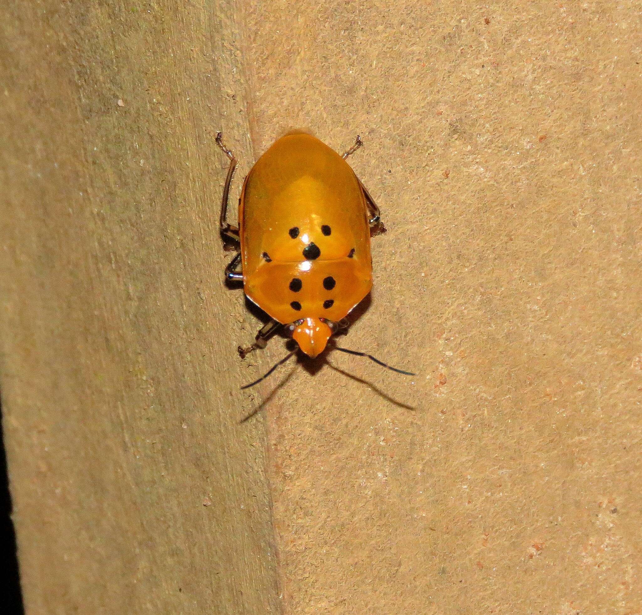 Image de Augocoris gomesii Burmeister 1835