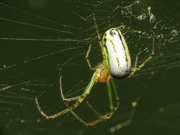 Image of Leucauge venusta (Walckenaer 1841)