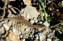 Image of Balkan Wall Lizard