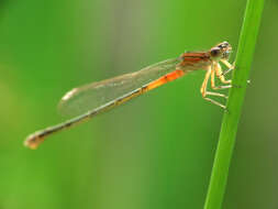 Image of Eastern Forktail