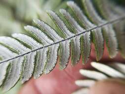 Image of Copeland's cloak fern